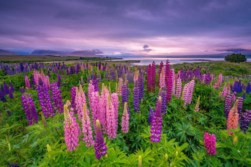 Admire the Lupins